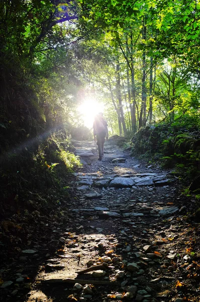 Cebreiroの前に森の中を巡礼ハイキングサンジェイムズ サンティアゴ スペイン — ストック写真