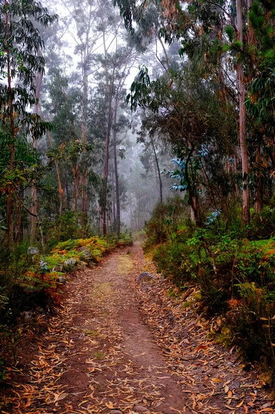 Misty Galician Bossen Vroeg Ochtend Spanje — Stockfoto