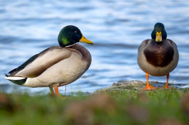 Nehirdeki erkek yaban ördekleri Main, Frankfurt am Main, Almanya