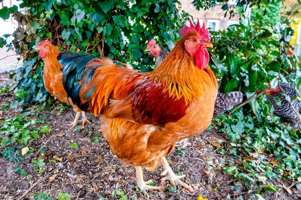 Close Rooster Gallus Domesticus — 스톡 사진
