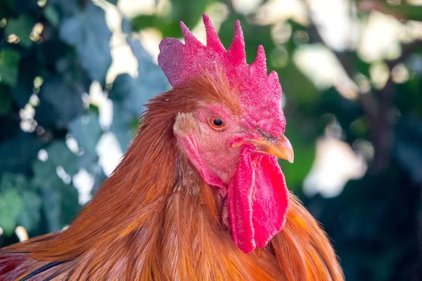 Close Rooster Gallus Domesticus — 스톡 사진