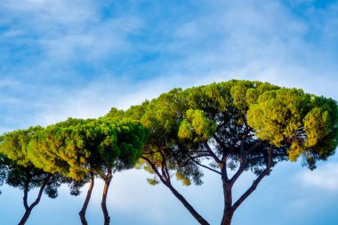 İtalyan taşından bir çam ağacının tacına yaklaş.