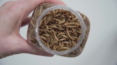 Çok sayıda solucanın üst görüntüsü. Arkaplan, doku