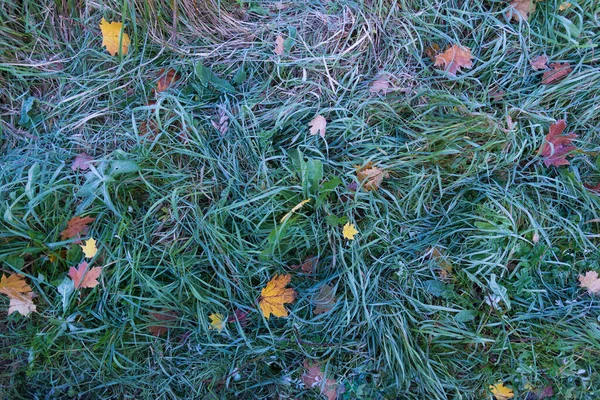 Θέα από ψηλά. Πράσινο γρασίδι με κίτρινα φθινοπωρινά φύλλα. Φθινοπωρινό φόντο, υφή. Το γρασίδι είναι καλυμμένο με πάγο — Φωτογραφία Αρχείου
