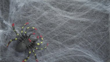 Dişi eller internete farklı örümcekler yayar. Farklı boyutlarda ve renkte örümcekler. Örümcek oyuncakları. Araknofobi. Cadılar Bayramı kartı. Ürkütücü arkaplan