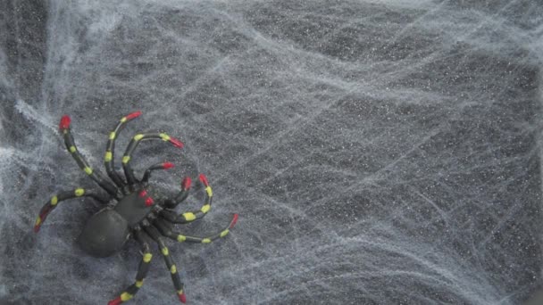Vrouwelijke handen verspreiden verschillende spinnen op het web. Spinnen van verschillende maten en kleuren. Spinnen speelgoed. Arachnofobie. Halloween kaart. Spookachtige achtergrond — Stockvideo