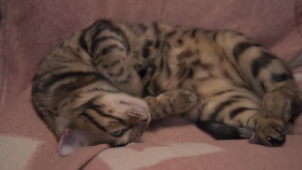 Bengal kedisi dinleniyor. Kedi okşamayı sever. Hayvan sevinçle gözlerini kısıyor. Kadınlar bir kediyi elle okşar. — Stok video
