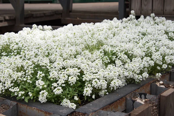 小さな白い花のトップビュー。花の背景、質感 — ストック写真