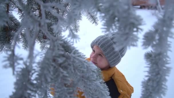 El niño sacude la nieve del árbol de Navidad y sonríe. El niño está vestido con una cálida chaqueta de invierno y un sombrero de punto gris. Jugando con nieve. Amor por el invierno. El placer de la nieve. — Vídeos de Stock
