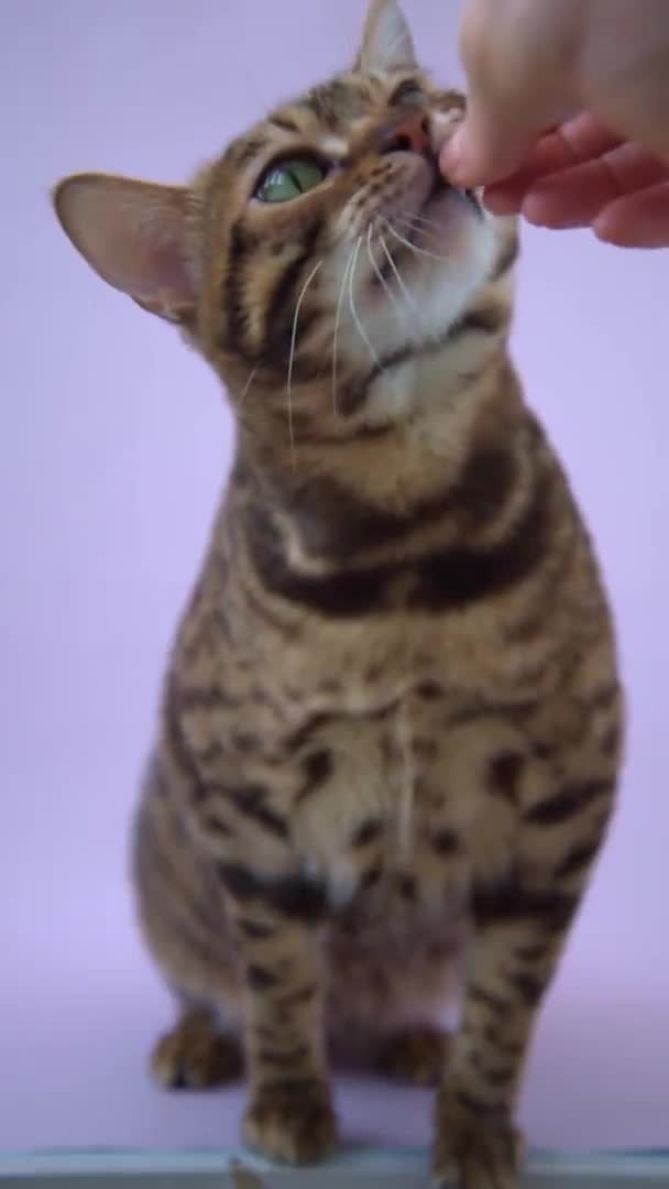 Un beau chat du Bengale prend un régal de sa main. Le processus d'entraînement d'un animal. Le chat mange de la nourriture. Portrait. Mise au point sélective, vidéo verticale — Video