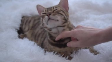 Bir kadın, kediyi elle okşar ve okşar. Bir Bengal kedisi beyaz kabarık bir battaniyeye uzanır ve eğlenir. Mutlu hayvan. Dokun ve sev.