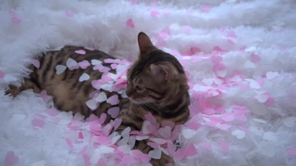 Muhteşem bir Bengal kedisi beyaz kabarık bir battaniyenin üzerinde yatıyor. Kedi pembe kalplerle çevrili. İlgi ve sevgi kavramı. Sevgililer Günü için tebrikler. Düğün gününüz kutlu olsun. — Stok video