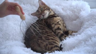 Kedi özel bir aletle masaj yaptırır. Lüks bir Bengal kedisi tüylü kar beyazı bir battaniyeye uzanıyor ve masajdan zevk alıyor. Evcil hayvanlar için spa. Hayvanat bahçesi psikoloğu.