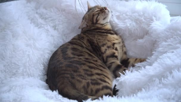 The cat receives a massage with a special device. A luxurious Bengal cat lies on a shaggy snow-white blanket and enjoys a massage. SPA for pets. Zoopsychologist. — Stock video