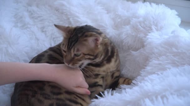 A Bengal cat bites a childs hand. A childs hand strokes and caresses the cat. The cat is nervous and angry. Violation of personal space. — Stock Video