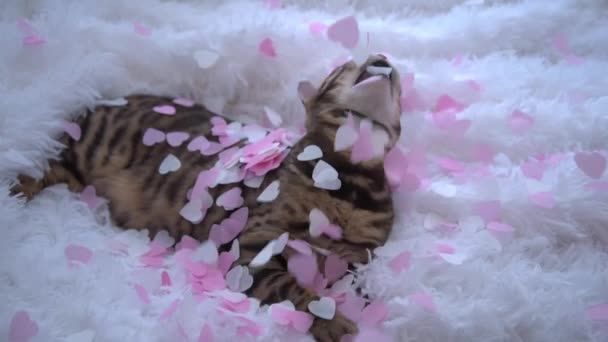 Il concetto di amore per gli animali domestici. Un gatto stupendo giace su una coperta bianca e soffice. Cuori rosa e bianchi cadono dall'alto. Un gatto si bagna d'amore. Congratulazioni per San Valentino. Dolcezza, cura e amore. — Video Stock