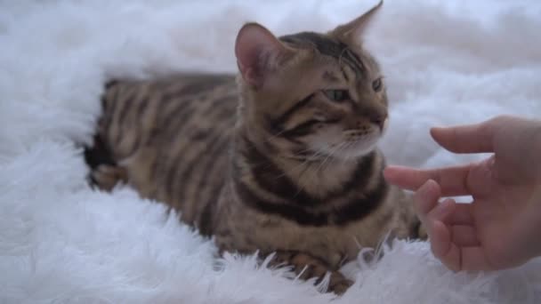 A womans hand strokes and caresses the cat. A Bengal cat lies on a white fluffy blanket and enjoys. Happy pet. Touch and love. — Vídeo de Stock
