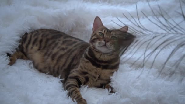 De Bengaalse kat speelt met een veer. een luxe dier ligt op een witte pluizige deken. Het concept van luxe. Een poesje speelt met een pauwenveer. Comfort en schoonheid. — Stockvideo