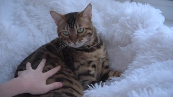 A childs hand strokes and caresses the cat. The Bengal cat enjoys affection. The concept of friendship and love between a child and a pet. — Stok video