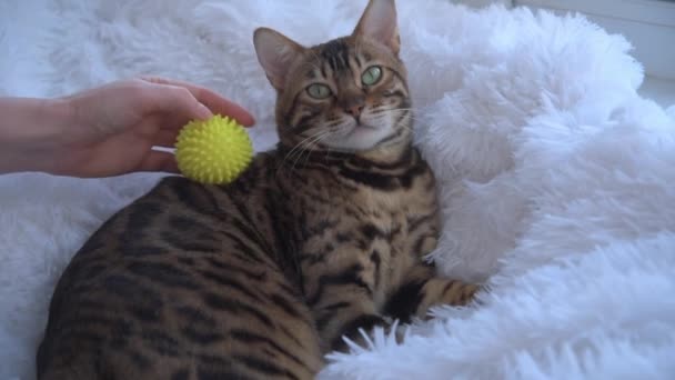 The zoopsychologist massages the cat with a special massage ball. The cat gets pleasure and calms down. Psychologist for animals. — Stok video