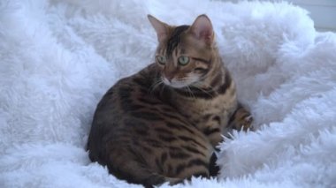 Güzel bir Bengal kedisi beyaz kabarık bir battaniyenin üzerinde yatıyor. Kedi bir şeye yakından bakıyor. Lüks bir safkan hayvan..