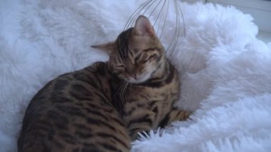 Hayvanat bahçesi psikoloğu evcil bir kediyi masajla sakinleştirir. Bengal kedisine özel bir aletle masaj. Kedi rahatlar ve sakinleşir. SPA 'daki mutlu kedi..