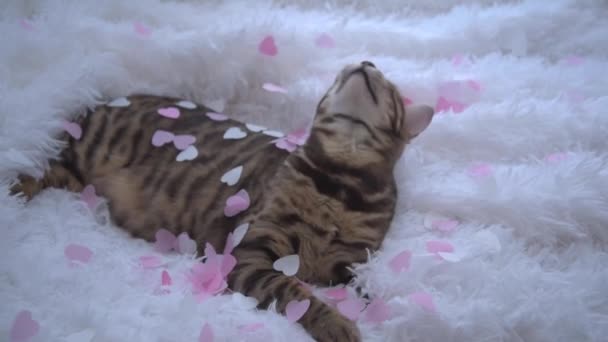 A gorgeous Bengal cat lies on a white fluffy blanket. The cat is surrounded by pink hearts. The concept of care and love. Congratulations on Valentines Day. Congratulations on your wedding day — стокове відео