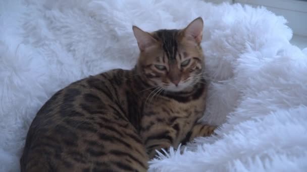 A womans hand strokes and caresses the cat. The Bengal cat lies on a white fluffy blanket and has fun. The concept of friendship between the owner and the pet. — Stok video