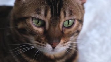 Lüks bir Bengal kedisinin portresi. Yeşil gözlü, kızıl saçlı güzel. Kedilerin ağızlıkları çok yakın. Hayvan avı izler..