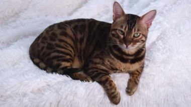 The striped cat is located on a snow-white fluffy blanket. Luxurious and well-groomed thoroughbred animal. The cat scowls and enjoys life.