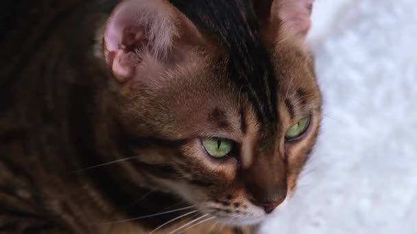 Bir kedi portresi. Güzel bir hayvan dinleniyor. Bengal kedisi tembelce uzaktan bir şeye bakıyor. Gösterişli lüks bir evcil hayvan.. — Stok video