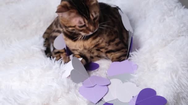 Kočka si hraje s papírovými srdci. Krásné zvíře na bílé načechrané přikrývce si hraje s purpurovým a bílým srdcem. Gratuluji k Valentýnovi. — Stock video