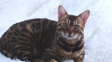 The cat looks carefully at the owner and talks to him. Communication between animal and human. The animal is a companion. The concept of mutual understanding.