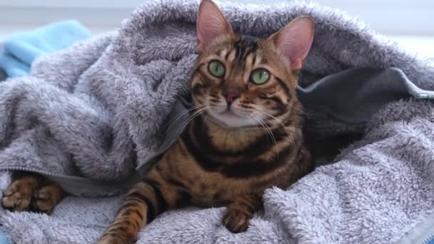 The cat looks at the camera and yawns. The cat is talking to the owner. A beautiful Bengal cat snuggled up in a fluffy hooded jacket. — Video