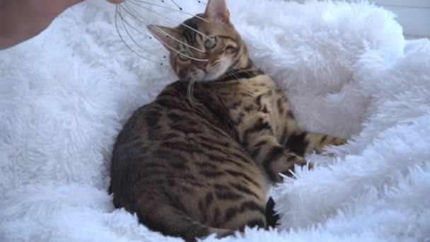 De kat krijgt een massage met een speciaal apparaat. Een luxe Bengaalse kat ligt op een shaggy sneeuwwitte deken en geniet van een massage. SPA voor huisdieren. Zoöpsycholoog. — Stockvideo