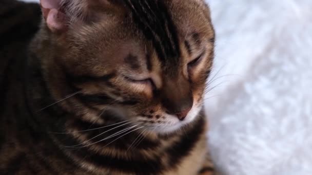 猫の肖像画。美しい動物が眠っている。ベンガル猫は遠くに何かをゆっくりと見ている。洗練された高級ペット. — ストック動画