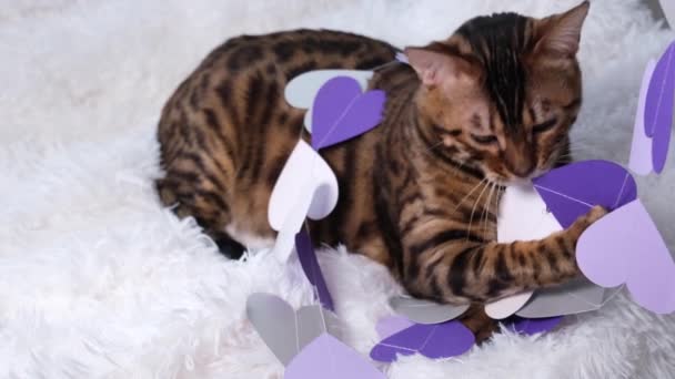Die Katze spielt mit Papierherzen. Ein schönes Tier auf einer weißen, flauschigen Decke spielt mit lila und weißen Herzen. Glückwunsch zum Valentinstag. — Stockvideo