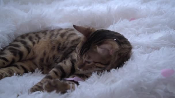 The concept of love for pets. A gorgeous cat lies on a white fluffy blanket. Pink and white hearts fall from above. A cat bathes in love. Congratulations on Valentines Day. Tenderness, care and love. — Video Stock