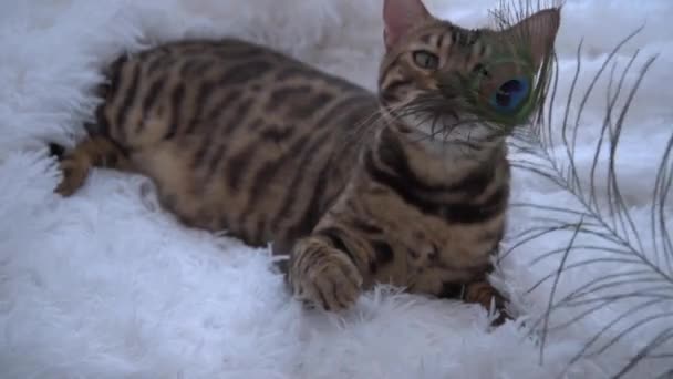 The Bengal cat plays with a feather. a luxurious animal lies on a white fluffy blanket. The concept of luxury. A kitten plays with a peacock feather. Comfort and beauty. — Video Stock