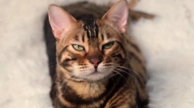 Lüks bir kedi güneşin sıcaklığından zevk alır. Hayvan güneşin tadını çıkarır ve tembelce kaşlarını çatar. Güzel asil Bengal kedisi, yakın plan portre.