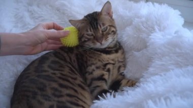 Bir Bengal kedisi bir çocuğun elini ısırır. Bir çocuk, kediyi elle okşar ve okşar. Kedi sinirli ve kızgın. Kişisel alan ihlali.