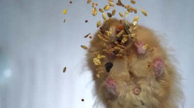 Hamster şeffaf bir yüzeyden yiyecek toplar. Alt manzara. Uzun saçlı bir hamster özel yemekler yer. Farklı bitkilerin taneleri.