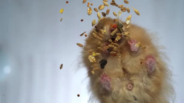 Hamsteren samler mad fra en gennemsigtig overflade. Nederst. En hamster med langt hår spiser speciel mad. Korn af forskellige planter. – Stock-video