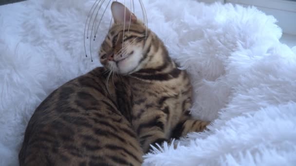 Un zoopsychologue apaise un chat domestique avec un massage. Massage du chat du Bengale avec un appareil spécial. Le chat se détend et se calme. Heureux chat dans le SPA. — Video