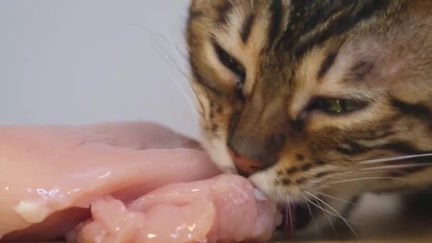 Eine Hauskatze nagt gierig an Fleisch. Eine bengalische Katze frisst Hühnerbrust. Natürlich rohes Fleisch. Natürliche Ernährung eines Haustieres. Nahaufnahme. — Stockvideo