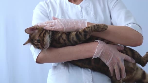 El gato yace en las manos del veterinario. El médico acaricia y rasca al animal. Confianza y entendimiento mutuo entre el hombre y el animal. — Vídeo de stock