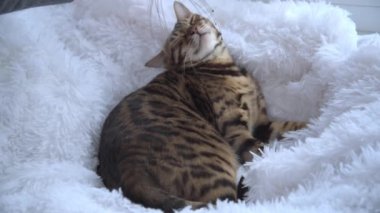 Kedi özel bir aletle masaj yaptırır. Lüks bir Bengal kedisi tüylü kar beyazı bir battaniyeye uzanıyor ve masajdan zevk alıyor. Evcil hayvanlar için spa. Hayvanat bahçesi psikoloğu.