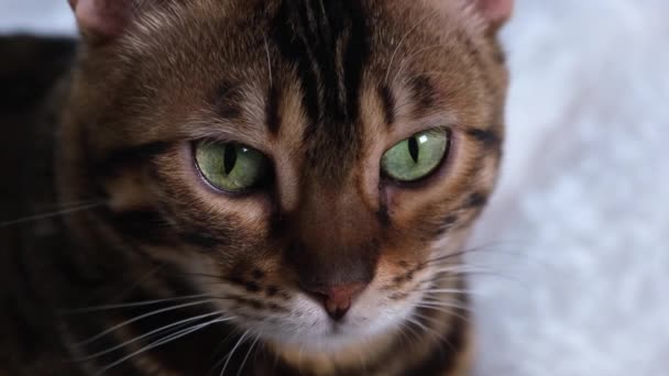 Portret luksusowego kota bengalskiego. Rudowłosa piękność z zielonymi oczami. Kaganiec kota jest z bliska. Zwierzę obserwuje zdobycz.. — Wideo stockowe