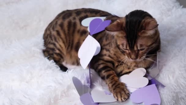 Le chat joue avec les coeurs de papier. Un bel animal sur une couverture pelucheuse blanche joue avec des cœurs violets et blancs. Félicitations pour la Saint-Valentin. — Video