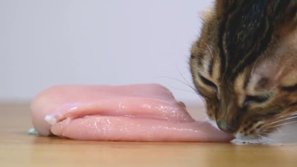 Домашняя кошка жадно грызет мясо. Бенгальский кот ест куриную грудку. Натуральное сырое мясо. Естественное питание домашнего животного. Крупный план. — стоковое видео